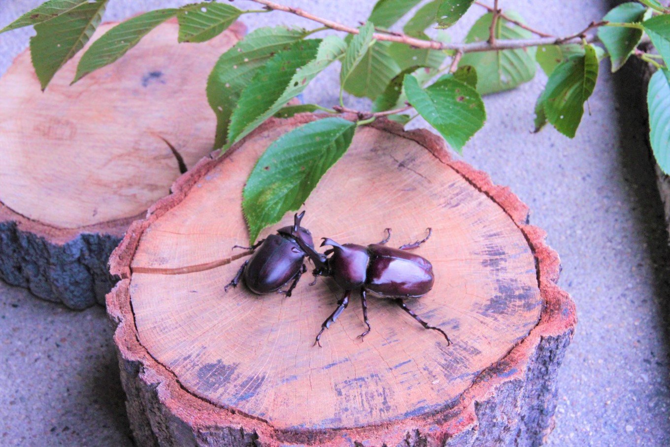 配送期間：2025年6月下旬～8月上旬】カブトムシ (成虫) オスメス1ペア飼育セット付 ( 昆虫 飼育観察 自然採集 大型カブトムシ M～Lサイズ  夏休み 自由研究 生き物 自然環境学習 プレゼント 贈り物 ギフト ) - 京都府｜ふるさとチョイス - ふるさと納税サイト