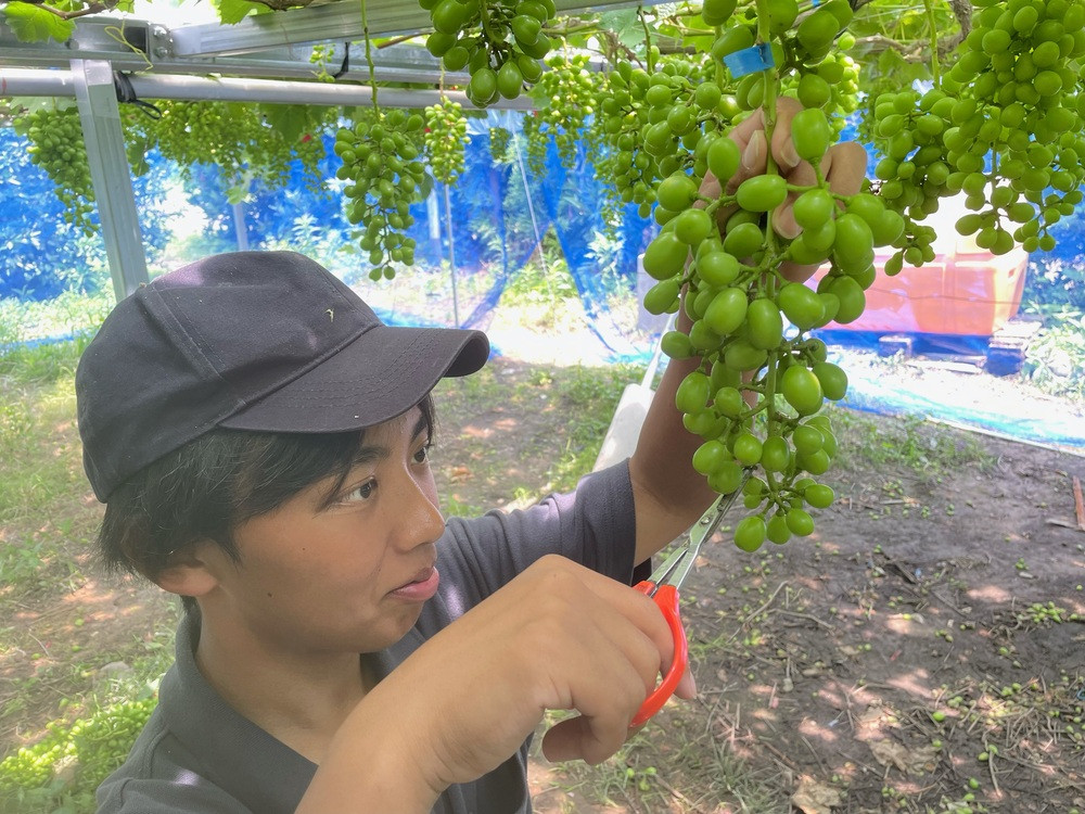 将来を見据え、真剣に栽培に取り組む様子