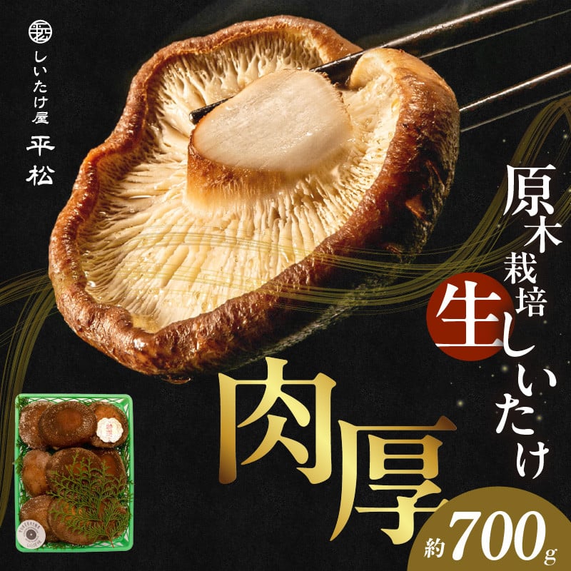 愛知県知多市産原木生椎茸 ／ しいたけ シイタケ 肉厚 希少 愛知県 特産品 - 愛知県知多市｜ふるさとチョイス - ふるさと納税サイト