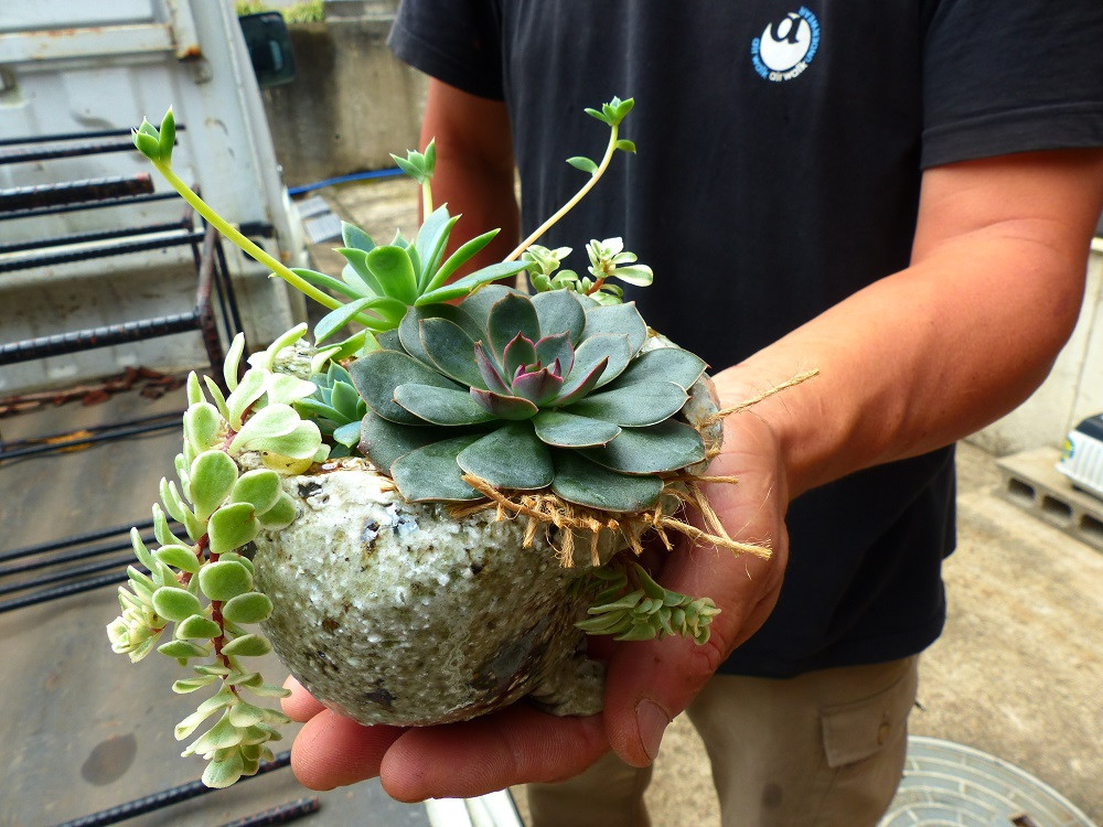 多肉植物を植えてオシャレな植木鉢に変身！