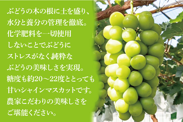 8月以降発送】糖度約20～22度！美味しさにこだわったシャインマスカット 約500g×1房 計約500g)【農家直送 化学肥料不使用 果物 フルーツ  葡萄 ぶどう ブドウ 厳選】（GG-3） - 茨城県水戸市｜ふるさとチョイス - ふるさと納税サイト