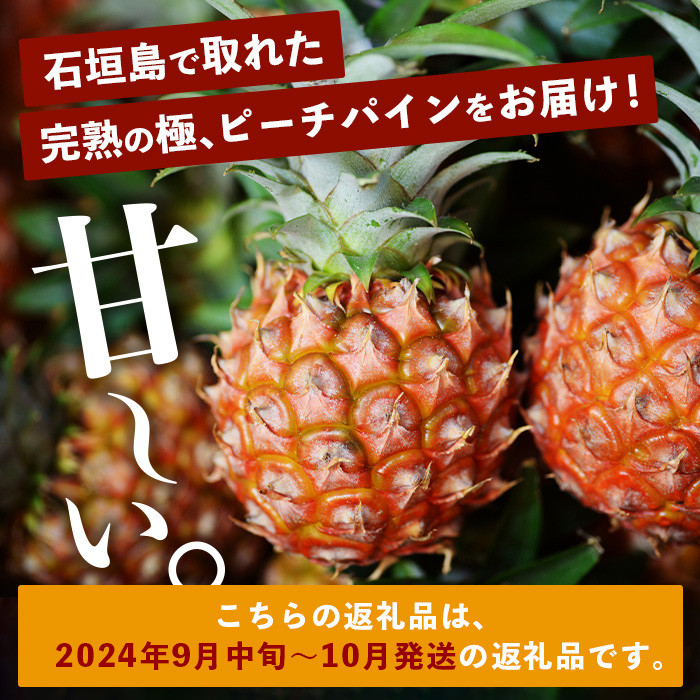 2025年9月下旬以降発送》最高糖度20度！？ 完熟の極 石垣島産パイナップル 秋のピーチパイン3個セット【 沖縄 石垣 八重山 ピーチ パイン  パイナップル 期間限定 数量限定 秋 】TF-1_A - 沖縄県石垣市｜ふるさとチョイス - ふるさと納税サイト