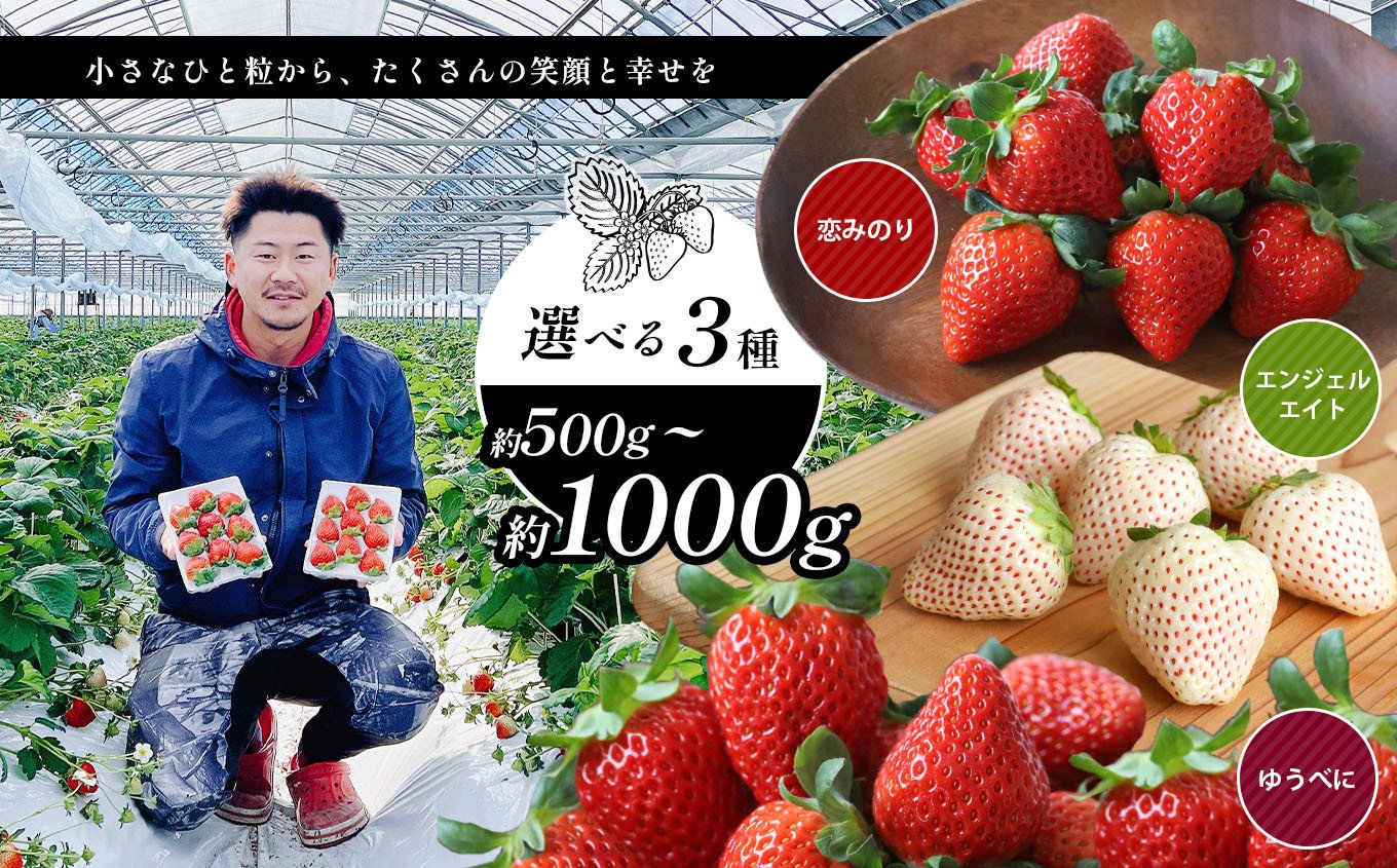 選べる3種類 イチゴ 約 500g ～ 約 1000g ゆうべに 恋みのり エンジェルエイト ｜ フルーツ 果物 イチゴ いちご 苺 白いちご 天使の いちご 熊本県 玉名市 - 熊本県玉名市｜ふるさとチョイス - ふるさと納税サイト