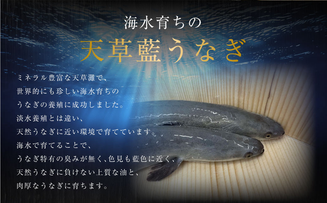 海水育ちの天草藍うなぎ 蒲焼き うなぎの蒲焼 うなぎ 鰻 ウナギ