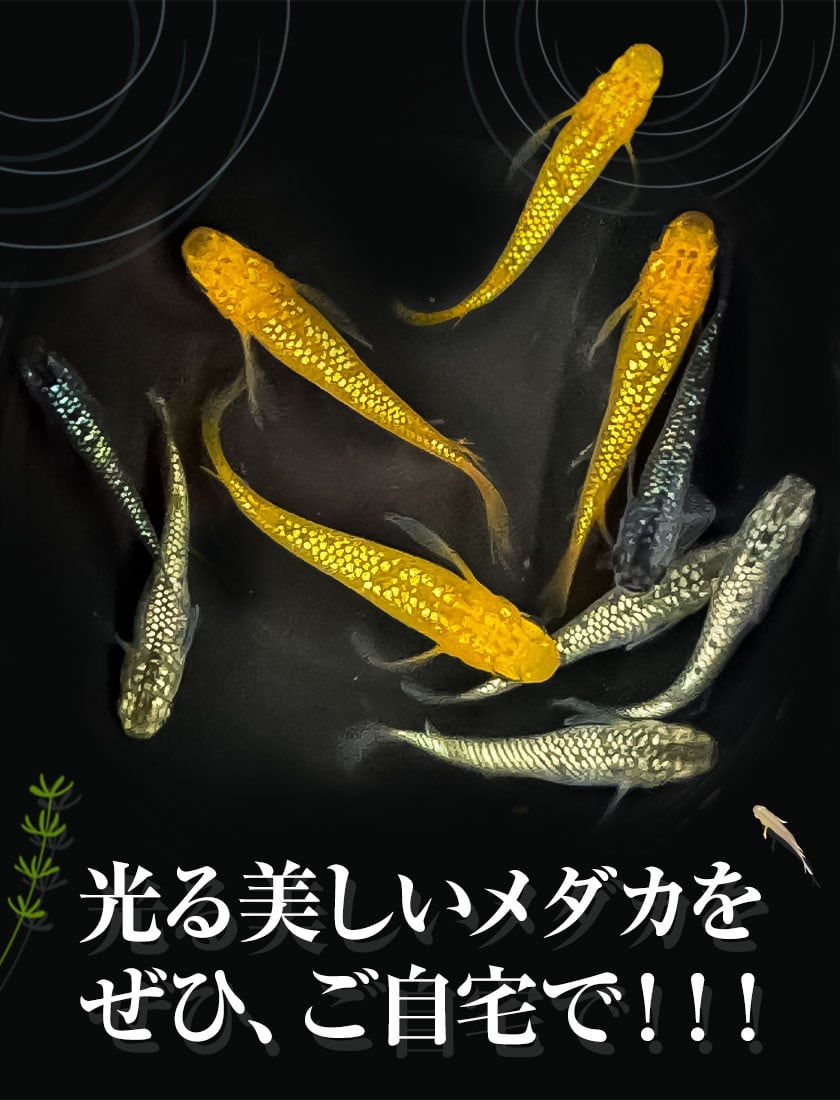 メダカ(ラメミックス) 10匹 根来めだか《90日以内に出荷予定(土日祝除く)》和歌山県 岩出市 めだか 観賞魚 ラメミックス ラメメダカ ラメ  送料無料 - 和歌山県岩出市｜ふるさとチョイス - ふるさと納税サイト