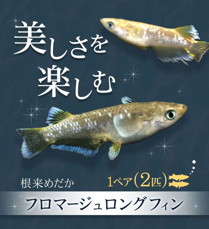 フロマージュロングフィン 1ペア 2匹 根来めだか《90日以内に出荷予定(土日祝除く)》和歌山県 岩出市 めだか フロマージュ 観賞用 送料無料 -  和歌山県岩出市｜ふるさとチョイス - ふるさと納税サイト