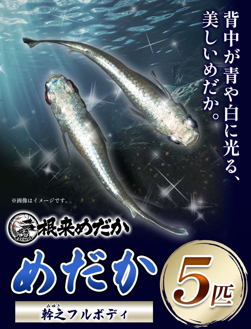 めだか屋シルキー】ハウスネーム「水神メダカ」 体の内側から輝きを放つ水神卑弥呼！是非ご覧下さい！ - 魚類、水生生物