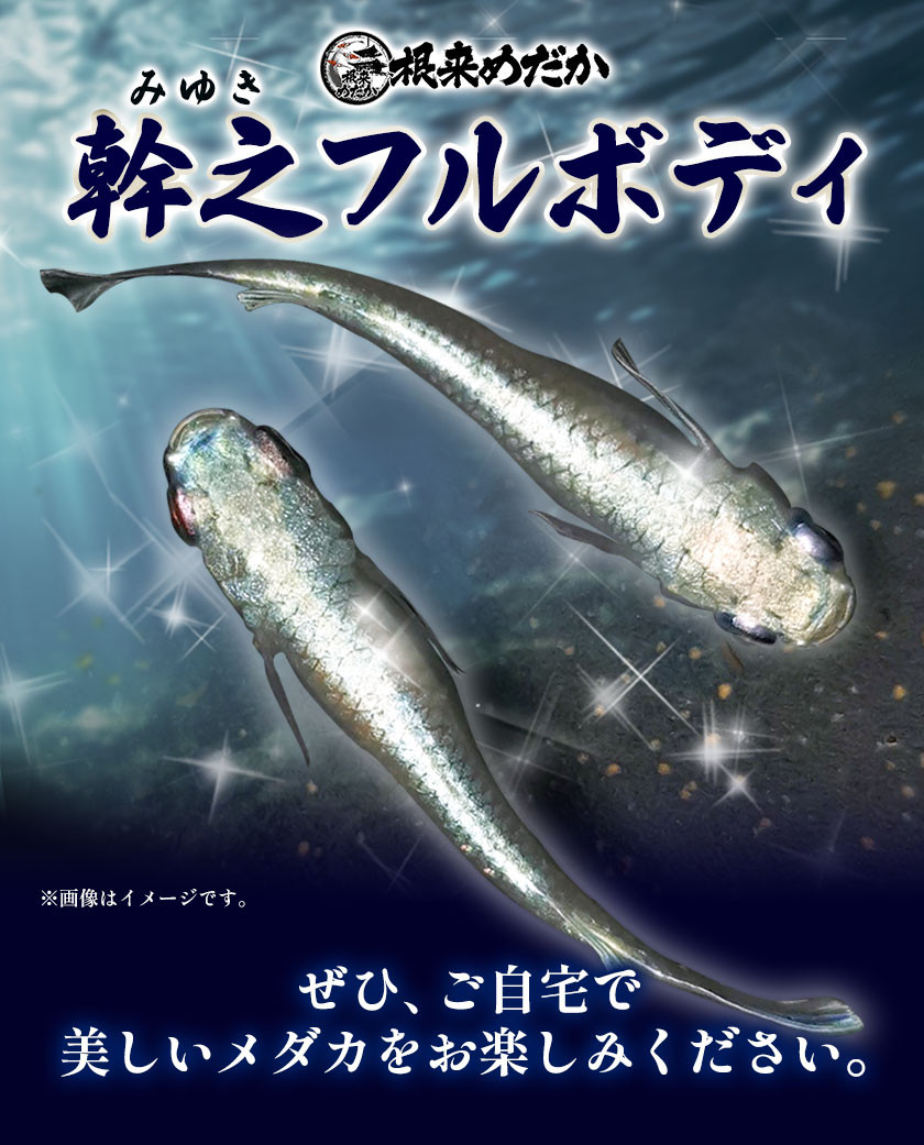 メダカ(幹之フルボディ) 5匹 根来めだか《90日以内に出荷予定(土日祝除く)》和歌山県 岩出市 めだか 観賞魚 幹之めだか フルボディ メダカ  送料無料 - 和歌山県岩出市｜ふるさとチョイス - ふるさと納税サイト