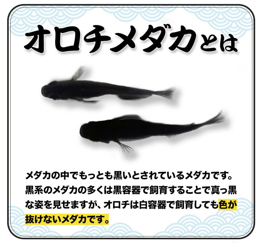 オロチメダカ 5匹 根来めだか《90日以内に出荷予定(土日祝除く)》和歌山県 岩出市 めだか オロチ メダカ 黒色 観賞用 送料無料 -  和歌山県岩出市｜ふるさとチョイス - ふるさと納税サイト