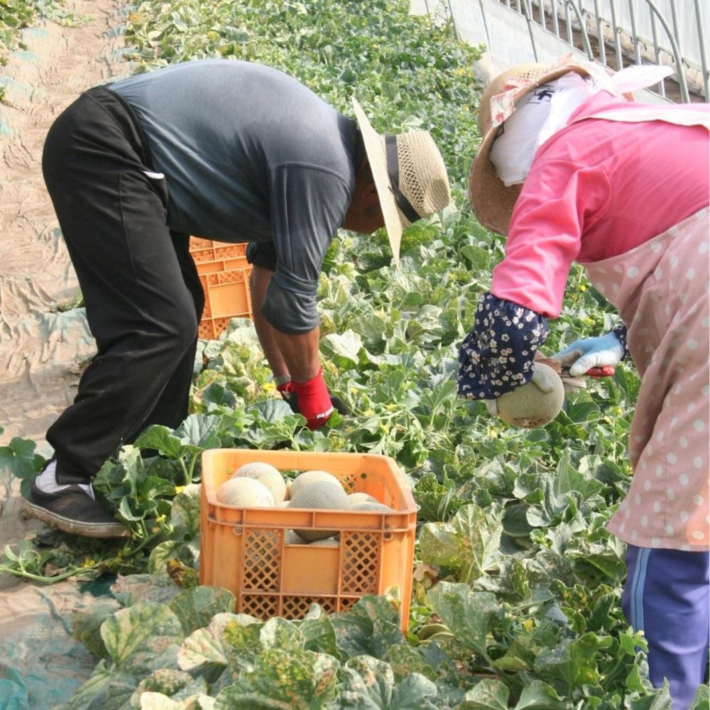 栽培技術が受け継がれ、美味しい農産物を栽培。