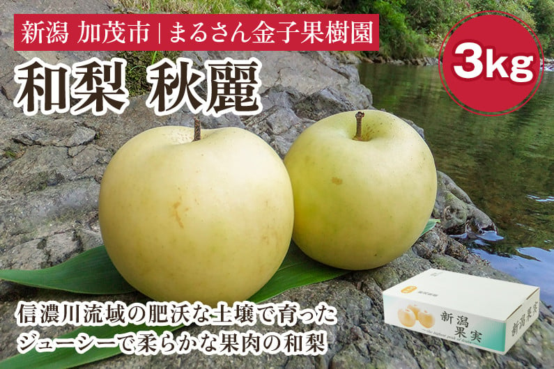 贈答用】和梨 秋麗 3kg（6〜10玉）《8月中旬から順次発送》 果物 なし 梨 フルーツ 新鮮 産地 加茂市 まるさん金子果樹園 -  新潟県加茂市｜ふるさとチョイス - ふるさと納税サイト