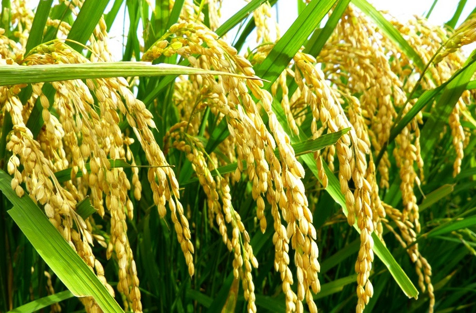 粘り！甘み！旨味！バランスの良い美味しさ