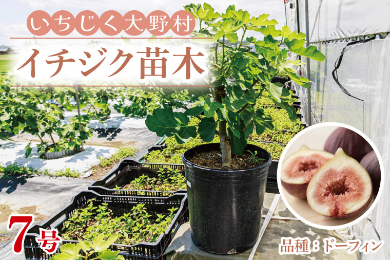 イチジク苗木 7号 【なえぎ 観葉 植物 いちじく 自宅 ポット ドーフィン 茨城県 鹿嶋市】（KAE-7） 茨城県鹿嶋市｜ふるさとチョイス  ふるさと納税サイト