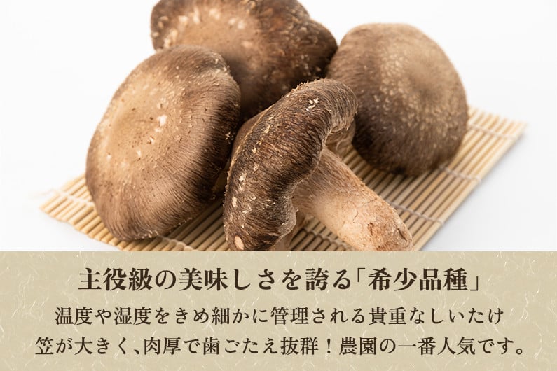 生しいたけ 大サイズ 約500g（10～14個）《10月中旬から順次発送》 品評会で金賞受賞！ きのこ しいたけ 椎茸 食べ応えあるビッグサイズ  肉厚で旨味たっぷり！ 加茂市 青木農園 - 新潟県加茂市｜ふるさとチョイス - ふるさと納税サイト