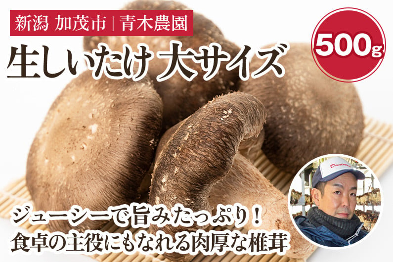 生しいたけ 大サイズ 約500g（10～14個）《10月中旬から順次発送》 品評会で金賞受賞！ きのこ しいたけ 椎茸 食べ応えあるビッグサイズ  肉厚で旨味たっぷり！ 加茂市 青木農園 - 新潟県加茂市｜ふるさとチョイス - ふるさと納税サイト