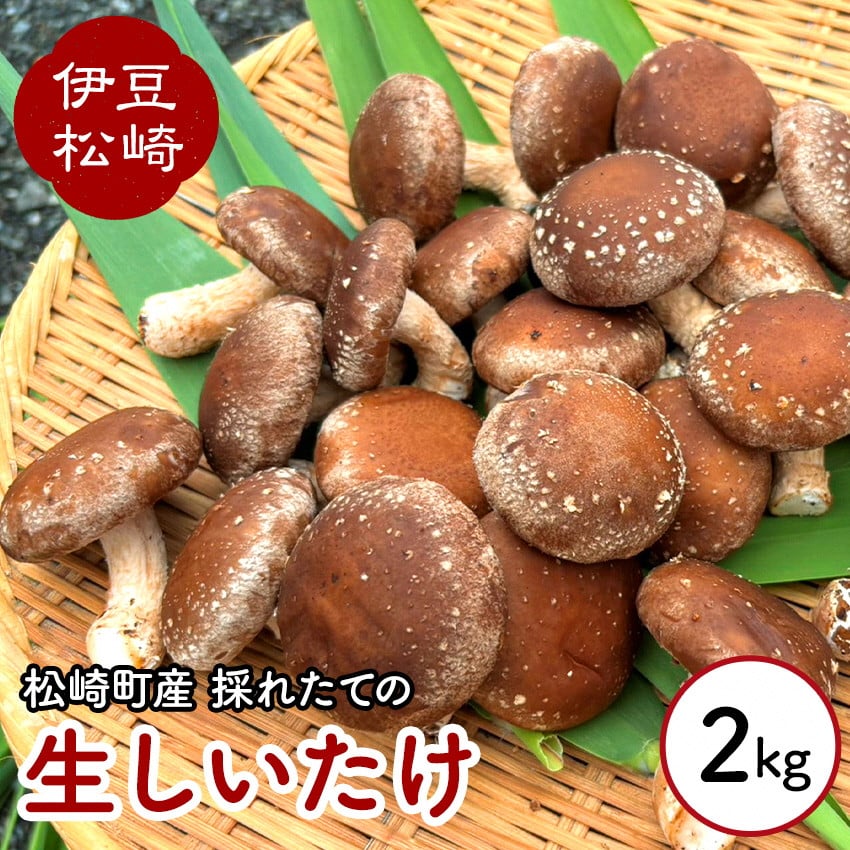 森ペンしいたけ 2kg - 静岡県松崎町｜ふるさとチョイス - ふるさと納税サイト