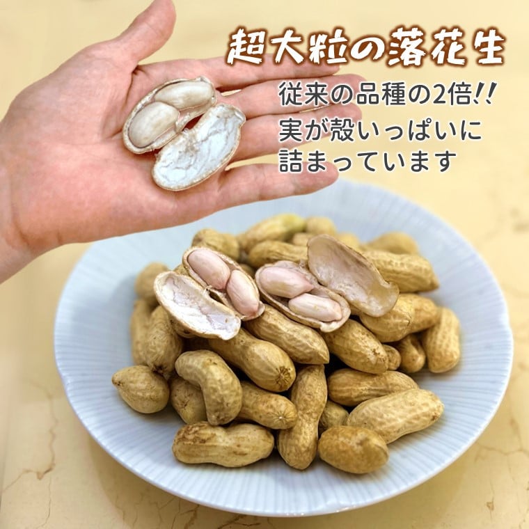 予約受付】落花生 おおまさり 2.5kg 殻付き 生落花生 - 千葉県白井市｜ふるさとチョイス - ふるさと納税サイト