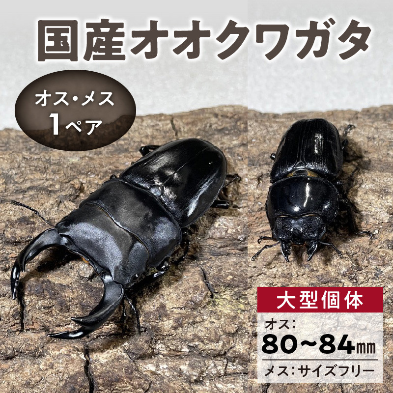 国産オオクワガタ】大型個体オス（80mm～84mm台）・メス（サイズフリー） 1ペア - 福岡県久留米市｜ふるさとチョイス - ふるさと納税サイト