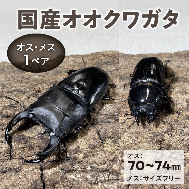 国産オオクワガタ】オス（70mm～74mm台）・メス（サイズフリー） 1ペア_【国産オオクワガタ】オス（70mm～74mm台）・メス（サイズフリー） 1 ペア_Pb006 - 福岡県久留米市｜ふるさとチョイス - ふるさと納税サイト