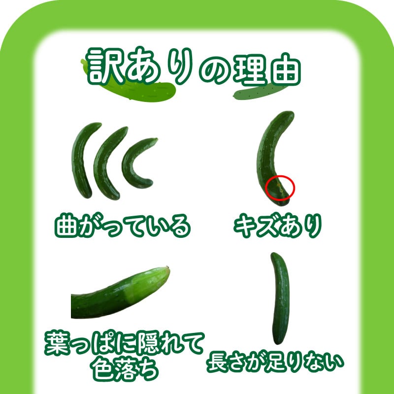 2025年度発送 先行予約 】 きゅうり 訳あり 3kg or 5kg 朝採れ 野菜 赤土 キュウリ 胡瓜 新鮮 カリカリ 山口産 もぎたて 料理  お弁当 夕飯 サラダ 大容量 遠足 ピクニック 下関市 山口 【2025年8月末頃より出荷】 - 山口県下関市｜ふるさとチョイス - ふるさと納税サイト