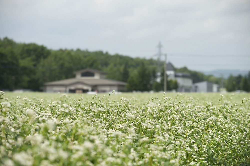 サホロ農園のそば畑