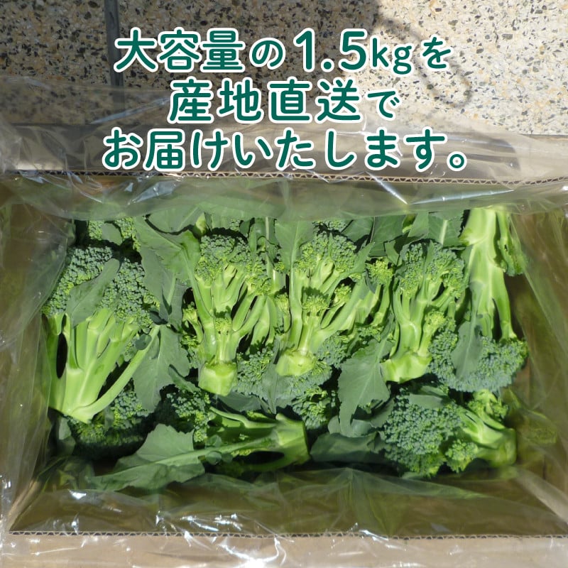 先行予約 】茎 ブロッコリー 1.5kg スティックセニョール 朝採れ 新鮮 野菜 サラダ お弁当 ピクニック 産地直送 期間限定 下関 山口  【2024年12月より出荷】 - 山口県下関市｜ふるさとチョイス - ふるさと納税サイト