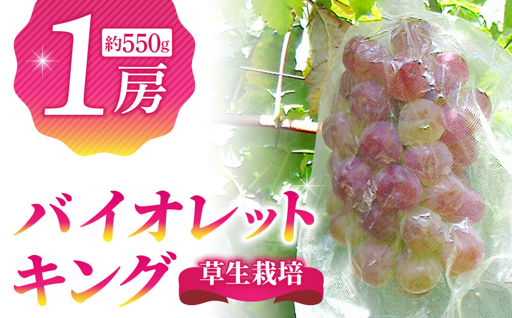 草生栽培】バイオレットキング１房（約550g）｜ 高級葡萄 希少種 - 長野県東御市｜ふるさとチョイス - ふるさと納税サイト