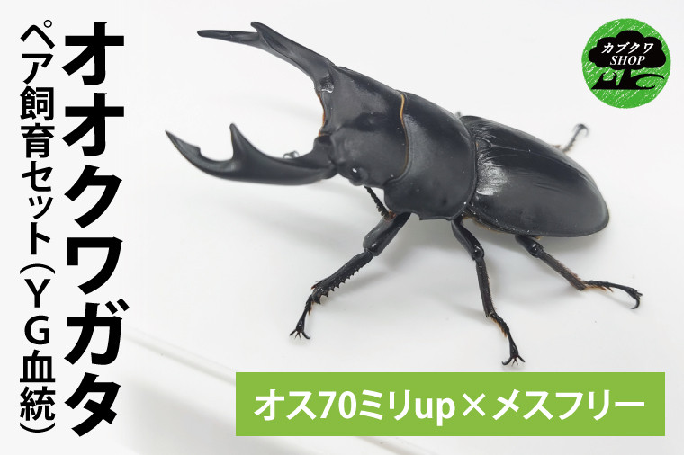 YG血統】【数量限定】ペアオオクワガタ♂♀（オス70ミリup×メスフリー）ペア飼育セット【クワガタ クワガタムシ カブトムシ 昆虫 虫 国産 飼育  セット 夏休み 自由研究 鹿嶋市 茨城県】（KBY-4） - 茨城県鹿嶋市｜ふるさとチョイス - ふるさと納税サイト