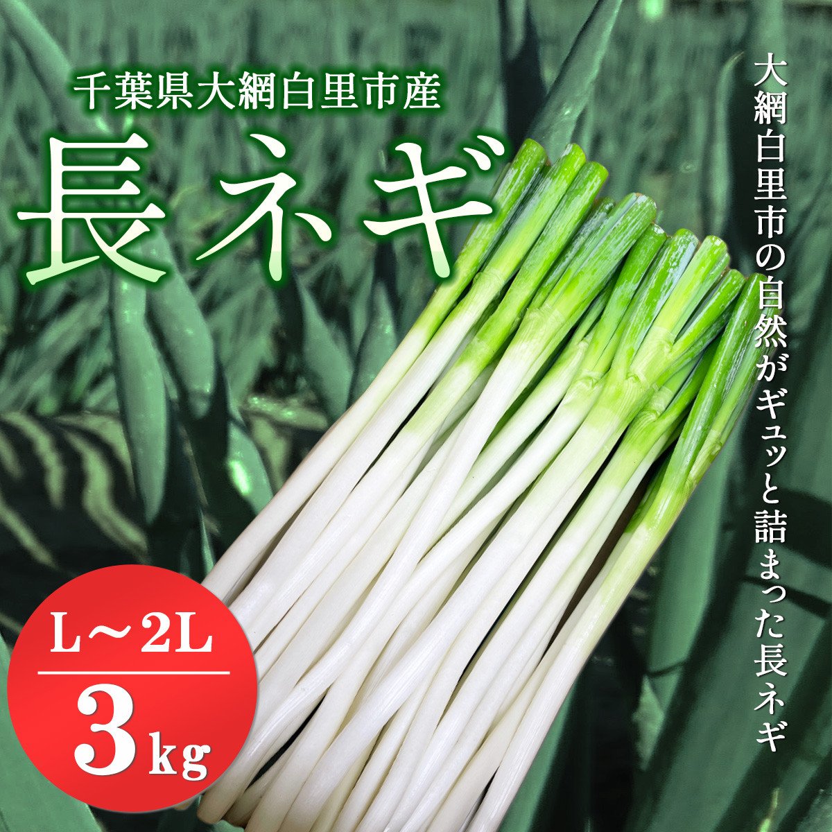 先行予約12月発送】千葉県大網白里市産 長ネギ L～2Lサイズ 3㎏（約18本～27本）／ふるさと納税 長ネギ 長ねぎ 長葱 ネギ ねぎ 葱 野菜 鍋  先行予約 先行受付 千葉県 大網白里市 AV002 - 千葉県大網白里市｜ふるさとチョイス - ふるさと納税サイト