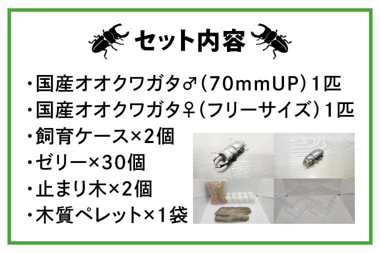 国産オオクワガタ♂♀ペア飼育セット【クワガタ クワガタムシ カブトムシ 昆虫 虫 国産 飼育 セット 夏休み 自由研究 鹿嶋市 茨城県】（KBY-2）  - 茨城県鹿嶋市｜ふるさとチョイス - ふるさと納税サイト