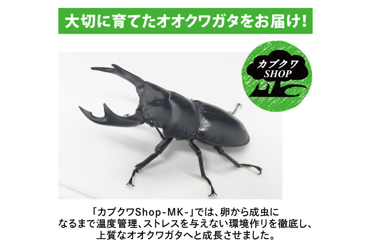 国産オオクワガタ♂♀ペア飼育セット【クワガタ クワガタムシ カブトムシ 昆虫 虫 国産 飼育 セット 夏休み 自由研究 鹿嶋市 茨城県】（KBY-2）  - 茨城県鹿嶋市｜ふるさとチョイス - ふるさと納税サイト