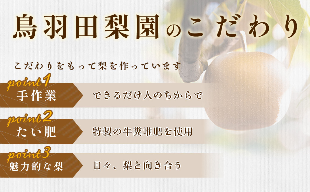 352 秋月梨 約5kg 10～14玉 3L～5L 梨 なし あきづき 【先行予約 2024年 9月中旬ころより順次発送予定】 - 茨城県茨城町｜ふるさとチョイス  - ふるさと納税サイト