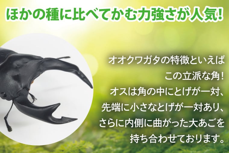 産地おまかせペア】【数量限定】ペアオオクワガタ♂♀（オス70ミリup×メスフリー）ペア飼育セット【クワガタ クワガタムシ カブトムシ 昆虫 虫 国産  飼育 セット 夏休み 自由研究 鹿嶋市 茨城県】（KBY-7） - 茨城県鹿嶋市｜ふるさとチョイス - ふるさと納税サイト