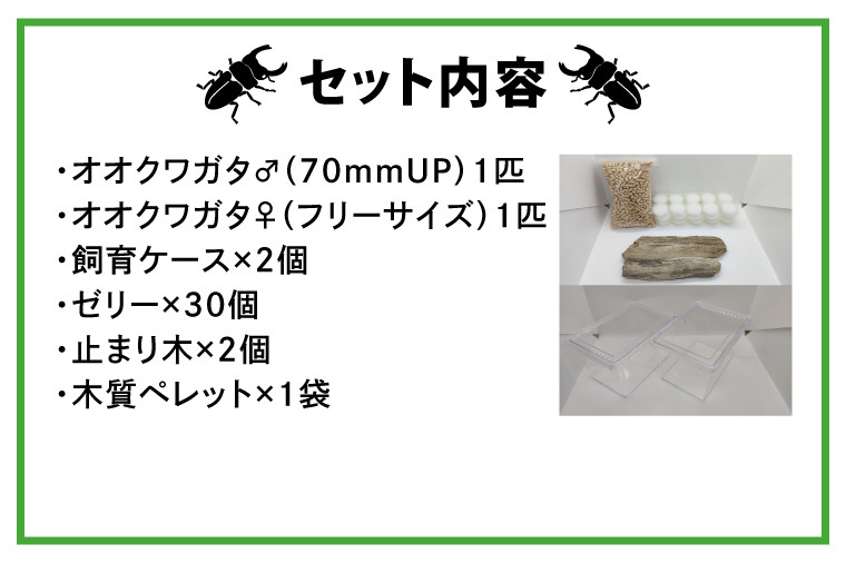 産地おまかせペア】【数量限定】ペアオオクワガタ♂♀（オス70ミリup×メスフリー）ペア飼育セット【クワガタ クワガタムシ カブトムシ 昆虫 虫 国産  飼育 セット 夏休み 自由研究 鹿嶋市 茨城県】（KBY-7） - 茨城県鹿嶋市｜ふるさとチョイス - ふるさと納税サイト