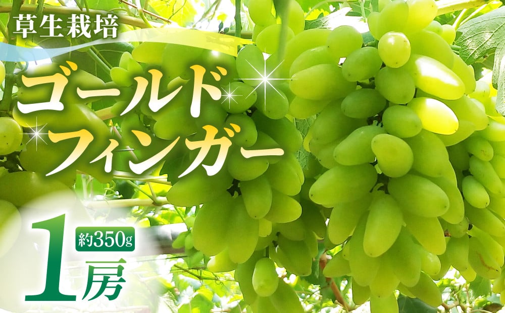 草生栽培】ゴールドフィンガー１房（350g）｜ 希少品種 高級白系葡萄 - 長野県東御市｜ふるさとチョイス - ふるさと納税サイト