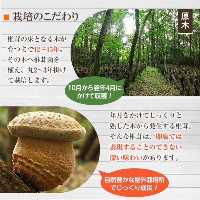 乾椎茸 トヨチーニ・中サイズ(80g)しいたけ 干し椎茸 原木椎茸【110300200】【松重 拓志】 - 大分県宇佐市｜ふるさとチョイス -  ふるさと納税サイト