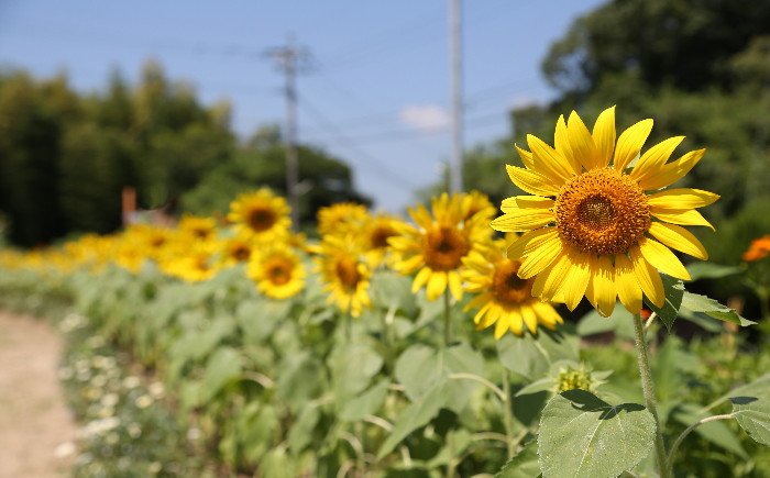 写真