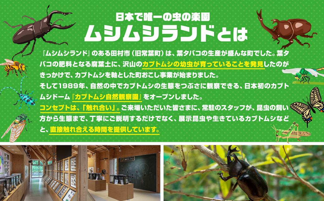 ムシムシランド 】昆虫館 ドリンク1杯付 入場券 大人1～2名 子ども1～4名 カブトムシ クワガタ 虫 昆虫 シーズン限定 チケット 旅行 トラベル  体験 観察 夏休み 自由研究 自然 福島県 田村市 - 福島県田村市｜ふるさとチョイス - ふるさと納税サイト