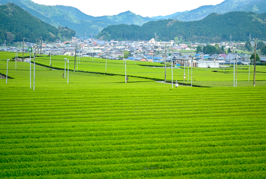 写真