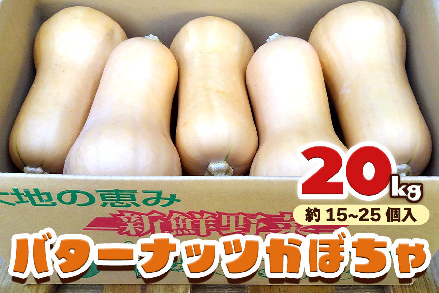 バターナッツかぼちゃ 20kg [数量限定／期間限定] 9月初旬より順次発送｜南瓜 カボチャ 産地直送 農家直送 野菜 甘楽町産 群馬県産 吉田農場  [0215] - 群馬県甘楽町｜ふるさとチョイス - ふるさと納税サイト