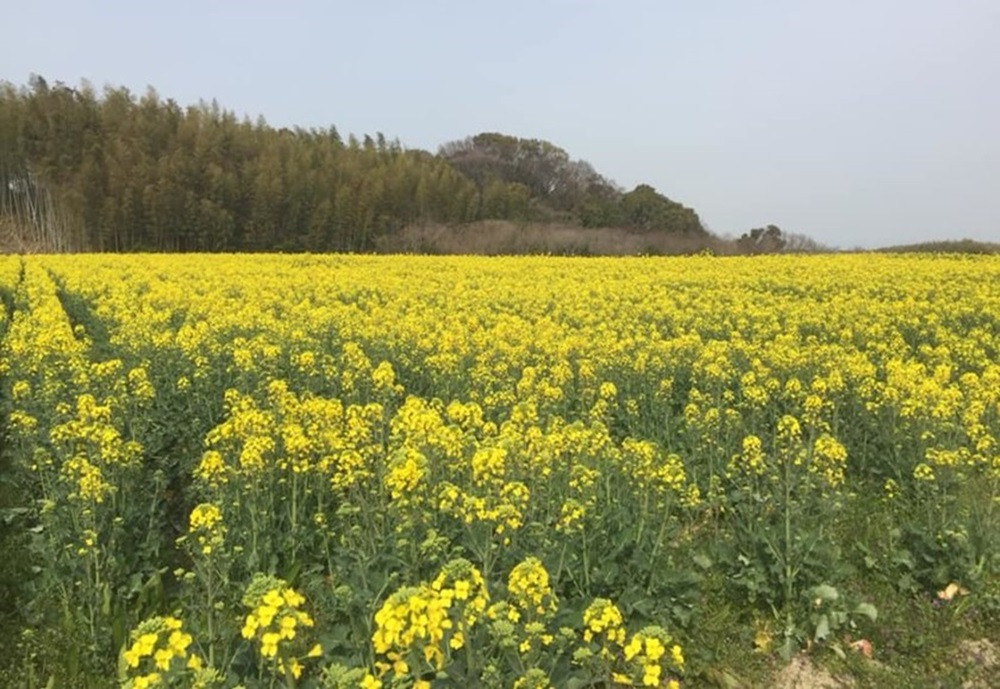 東浦町の浅田なたね畑