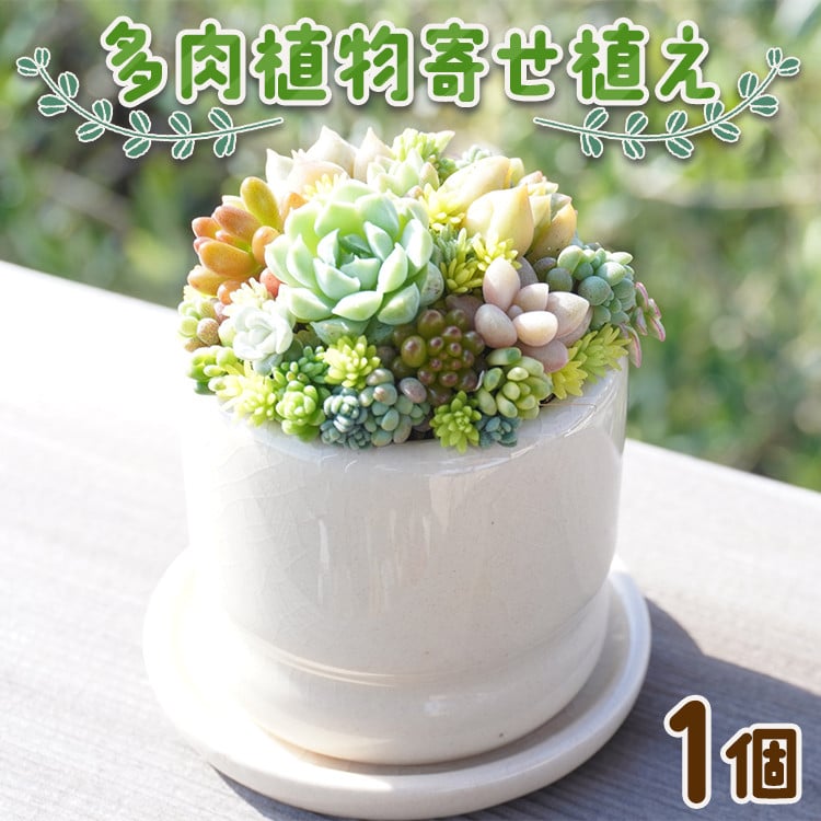 多肉植物 多肉 寄せ植え 1個 - 鉢植え インテリア ガーデニング おしゃれ グリーン プレゼント 観葉植物 多肉 植物 寄せ植え かわいい  お楽しみ 自然 PUKUTTO 高知県 香南市 pk-0001 - 高知県香南市｜ふるさとチョイス - ふるさと納税サイト