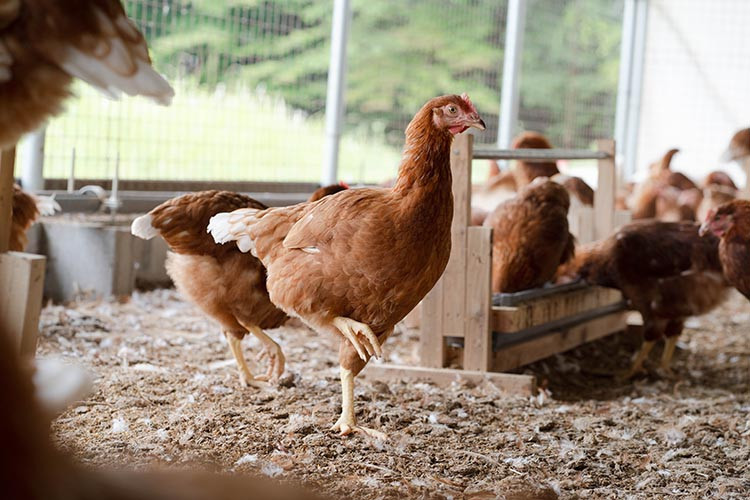 平飼い有精卵 香草卵30個入り（27個+破卵補償3個）｜安心安全 こだわり たまご 生卵 鶏卵 国産 タマゴ - 栃木県さくら市｜ふるさとチョイス -  ふるさと納税サイト