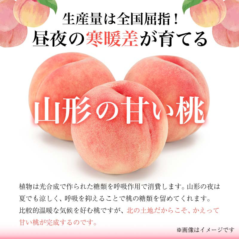 令和6年産先行受付 山形県産 黄金桃(黄桃) 5kg (14～18玉) もも モモ 桃 デザート フルーツ 果物 くだもの 果実 食品 山形県  FSY-1261 - 山形県｜ふるさとチョイス - ふるさと納税サイト