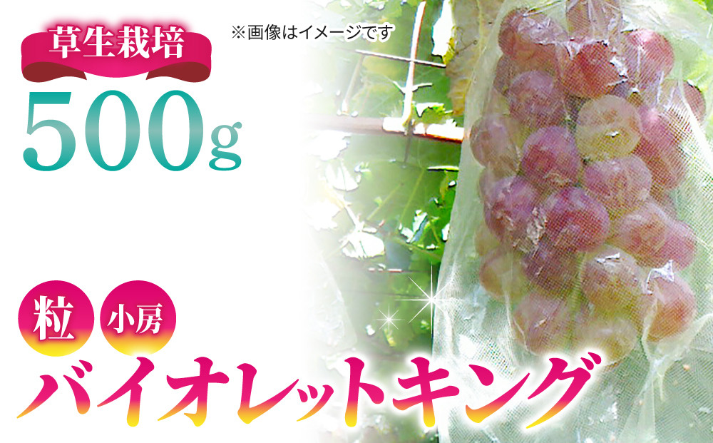 草生栽培】バイオレットキング 500g （粒など）希少品種 高級ぶどう - 長野県東御市｜ふるさとチョイス - ふるさと納税サイト