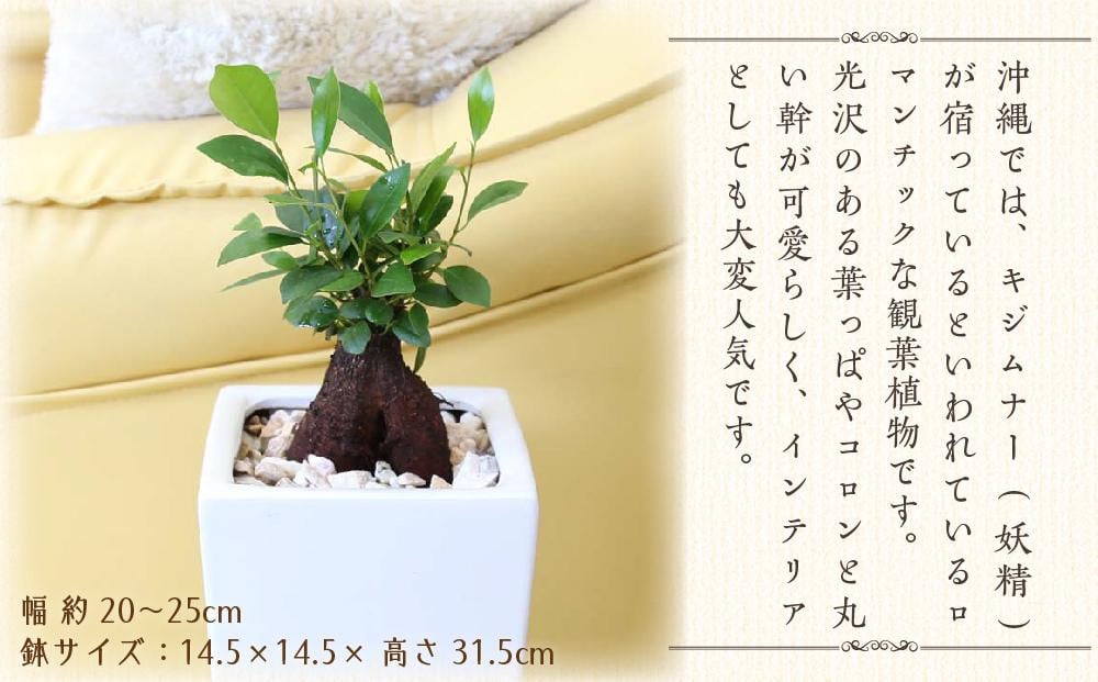 観葉植物】幸せを見守る樹 ガジュマル 6号 スクエア陶器鉢 ストレート 高さ:約40cm～55cm内外【観葉植物 植物 鉢付 インテリア 部屋 室内  オフィス 癒し エコ グリーン マイナスイオン リラックス オシャレ おしゃれ ギフト プレゼント 贈り物 人気 おすすめ 福岡県筑前町 ...