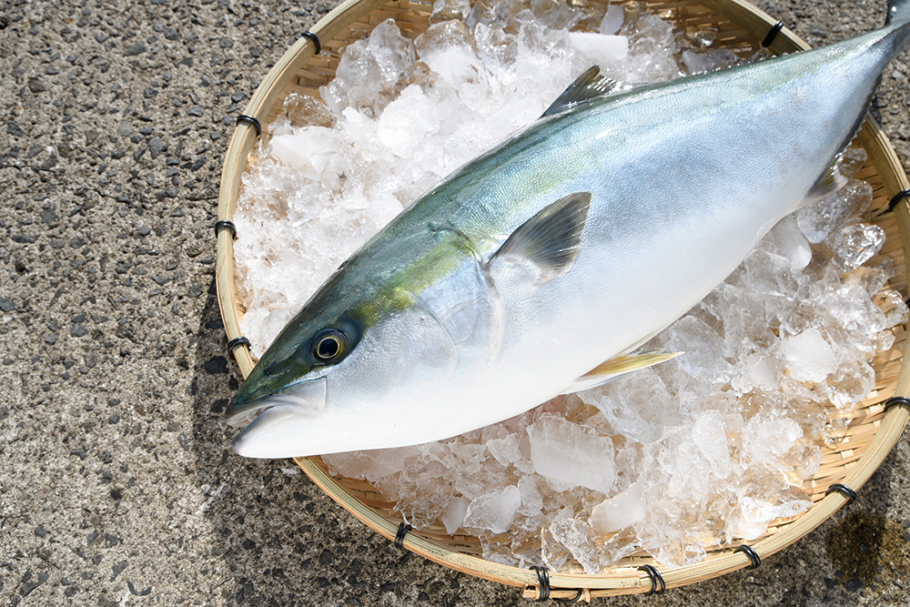 2024年12月発送＞ぶりの王様「 鰤王 」 まるごと 1本 (約4.5kg) 産地直送 新鮮 旨味が抜群の 長島町 特産品 ブランド ぶり 鰤 ブリ  切り身 真空 冷蔵 刺身 ぶりしゃぶ しゃぶしゃぶ 魚 魚介 人気 ランキング 【JFA】jfa-1260-12 - 鹿児島県長島町｜ふるさとチョイス  ...