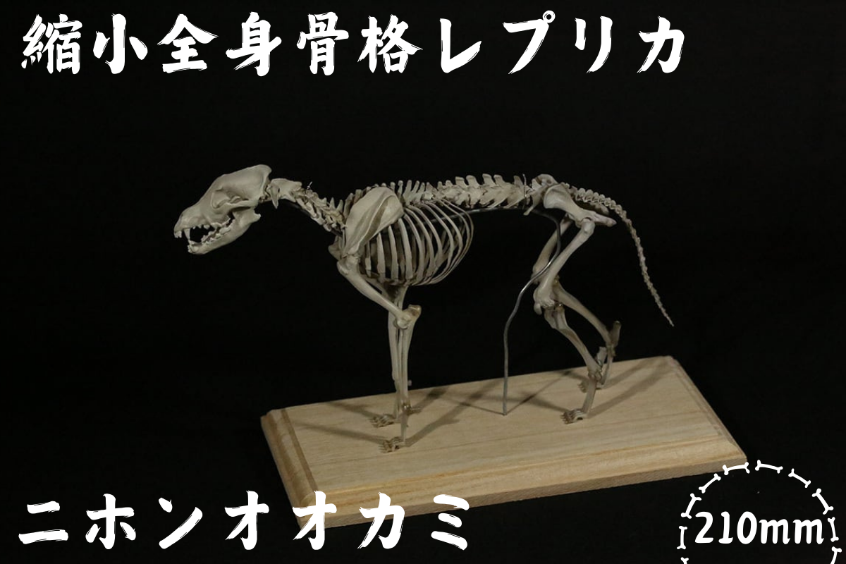 ニホンオオカミ】 縮小 全身骨格レプリカ / レプリカ 標本 コレクション プラモデル 動物標本 骨格レプリカ 狼 フィギュア インテリア 模型 動物  博物館 骨格 頭蓋骨 ミニチュア 3Dプリント 【anf004】 - 和歌山県紀美野町｜ふるさとチョイス - ふるさと納税サイト