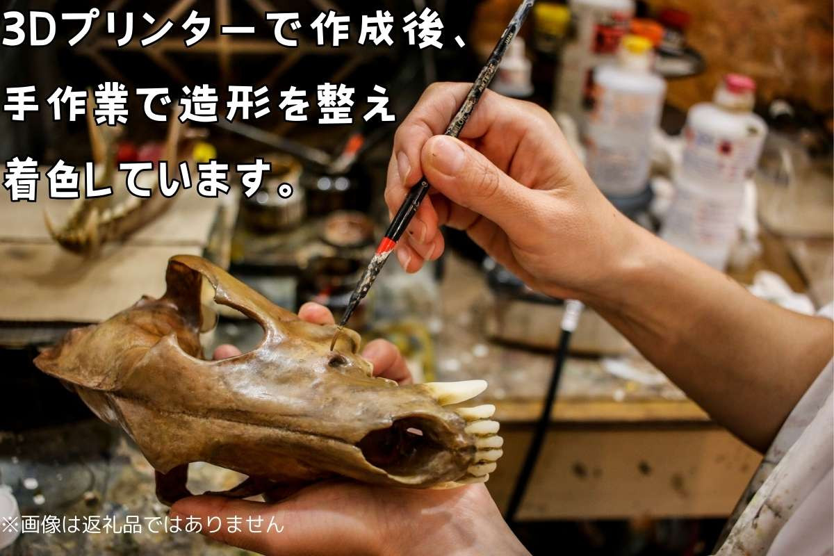 狼 オオカミ 頭骨 模型 1/1スケール / オオカミ信仰 / 大口之