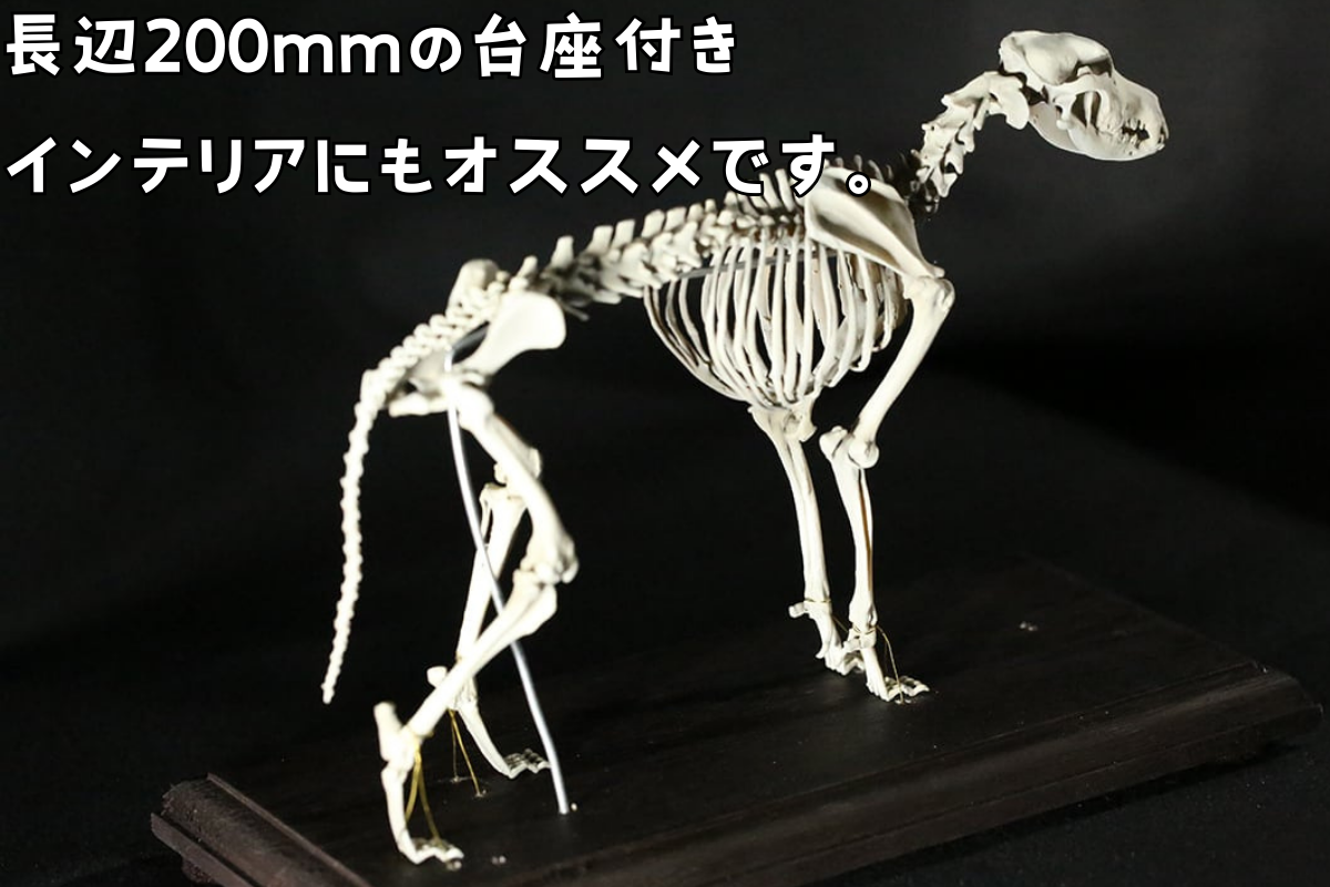 犬 オファー 骨格 フィギュア